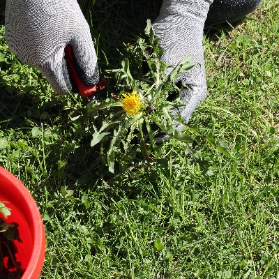 Weed Control
